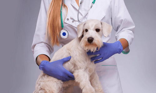 新瑞鹏宠物医疗集团获数亿美元战略融资，腾讯领投推动宠物服务创新