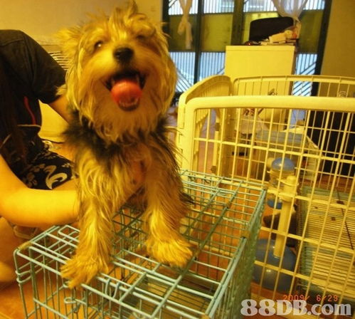 Cindy Pet Beauty 专业上门宠物美容服务，让爱宠享受尊贵体验