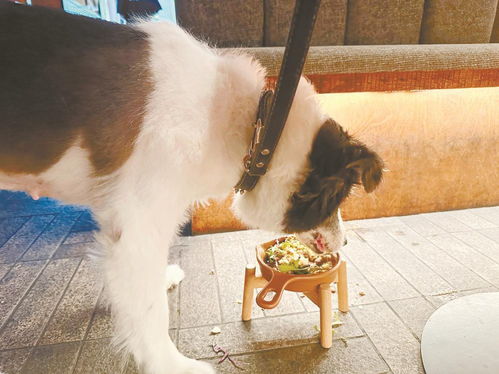 成都宠物友好餐厅受欢迎，合理分区促包容互不打扰