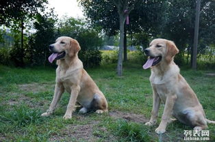 哆咭屋西南可视化度假式宠物寄养 为爱宠打造安心舒适的度假体验