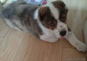 专业宠物寄养服务 Amy宠物，全市接送无忧