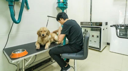 长沙正规宠物医院与专业宠物服务全指南