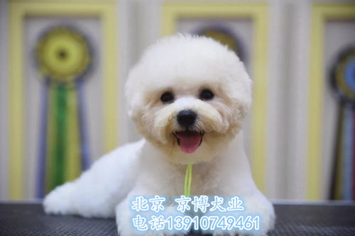 精品比熊犬 双血统法系卷毛，健康保障签协议