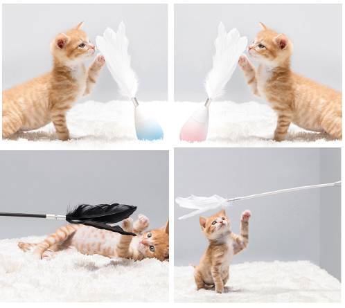 宠物用品品牌pidan完成数千万元A轮融资，加速宠物服务生态布局